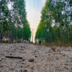 vision forest properties trichy